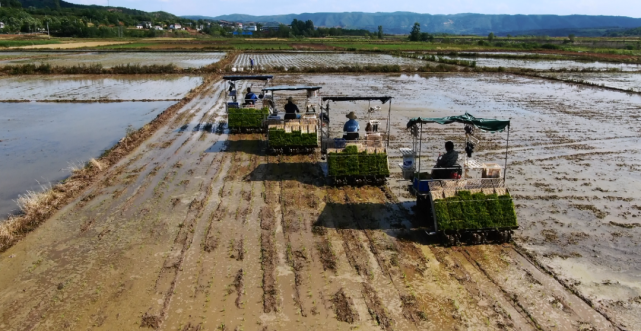 今年,安阳镇大力推广机械化插秧,预计种植水稻3500余亩,机械化插秧达
