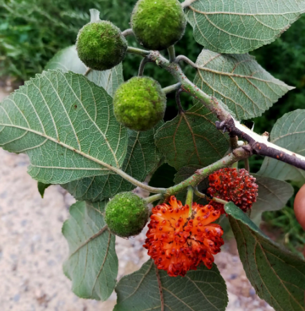 关于构树的汁液为什么能治皮癣的信息