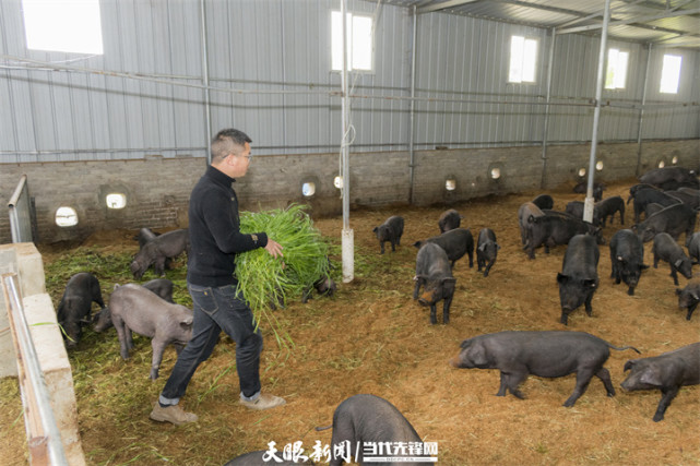 忙碌的氛圍就已縈繞在貴州三習微生物循環生態有機農業示範基地裡