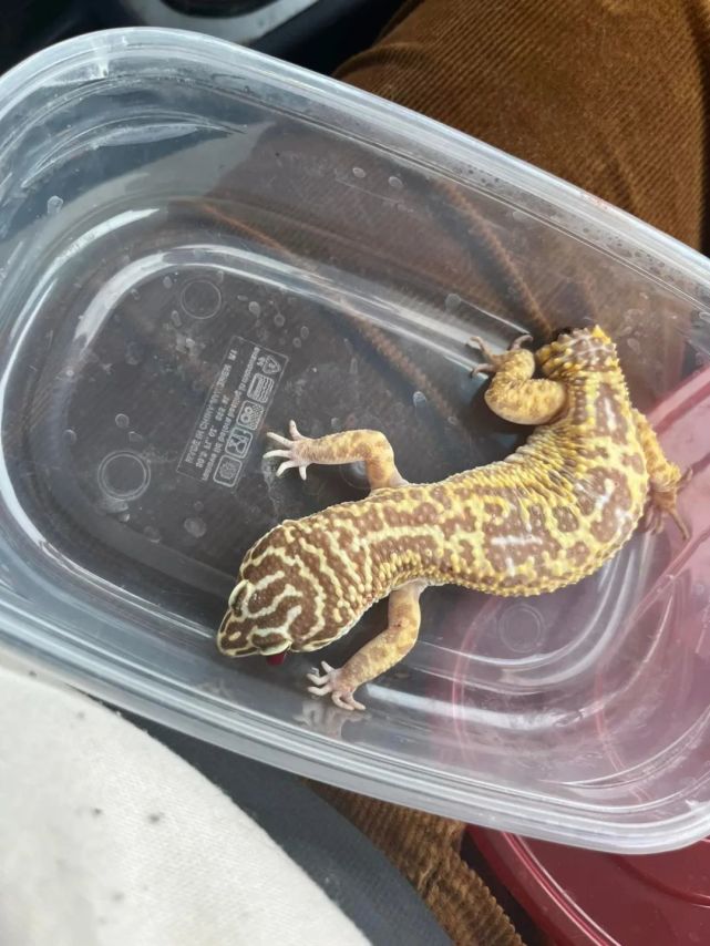 网友饲养的豹纹守宫被猫"虐",结果尾巴断了眼睛瞎了!