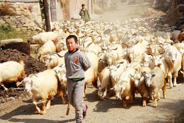 但是,贾旭东教授认为这样的人生目标和陕北放羊娃没有什么区别.