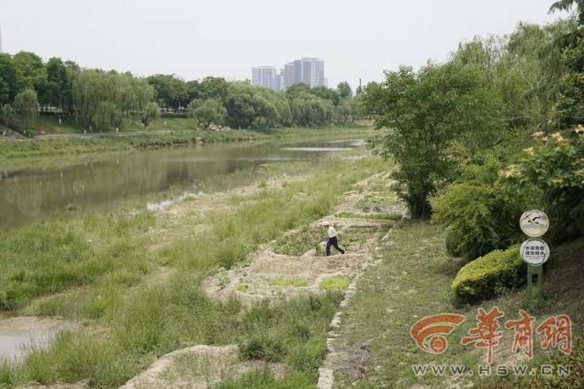市民吴女士打来热线反映说,浐灞半岛a5,a6区西侧的浐河东岸,河堤上被