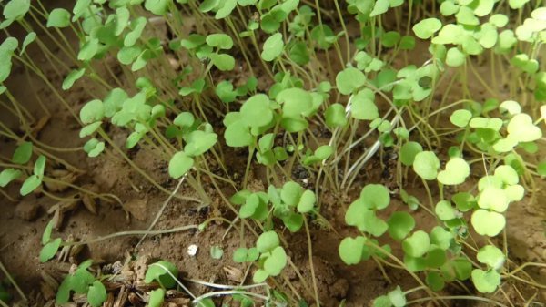 只有河南人,吃过这样的大盘荆芥_腾讯新闻