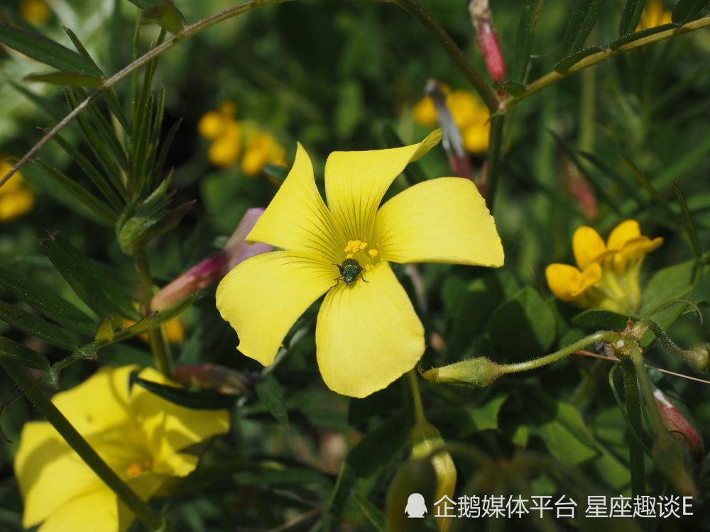 5月19日星座运势 因地制宜 如鱼得水的四大星座 腾讯新闻
