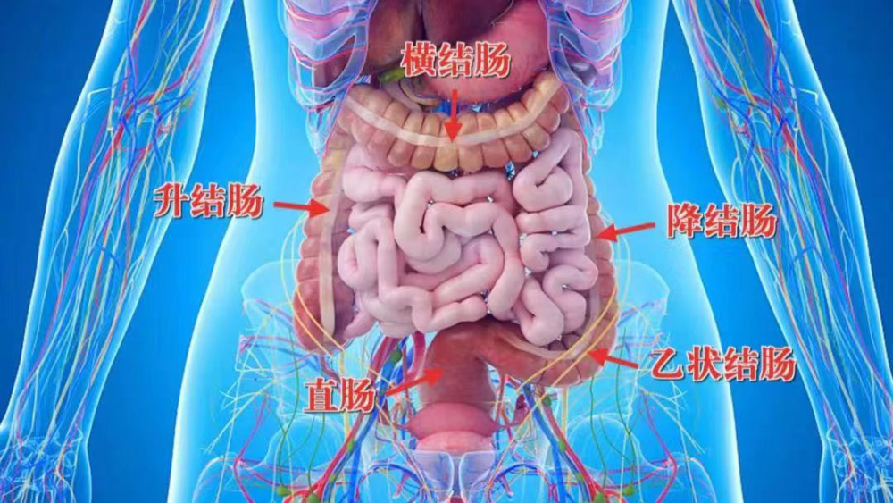 正常情况下,肠鸣音每分钟4~5次,声音比较低弱,和缓,通常需要借助听诊