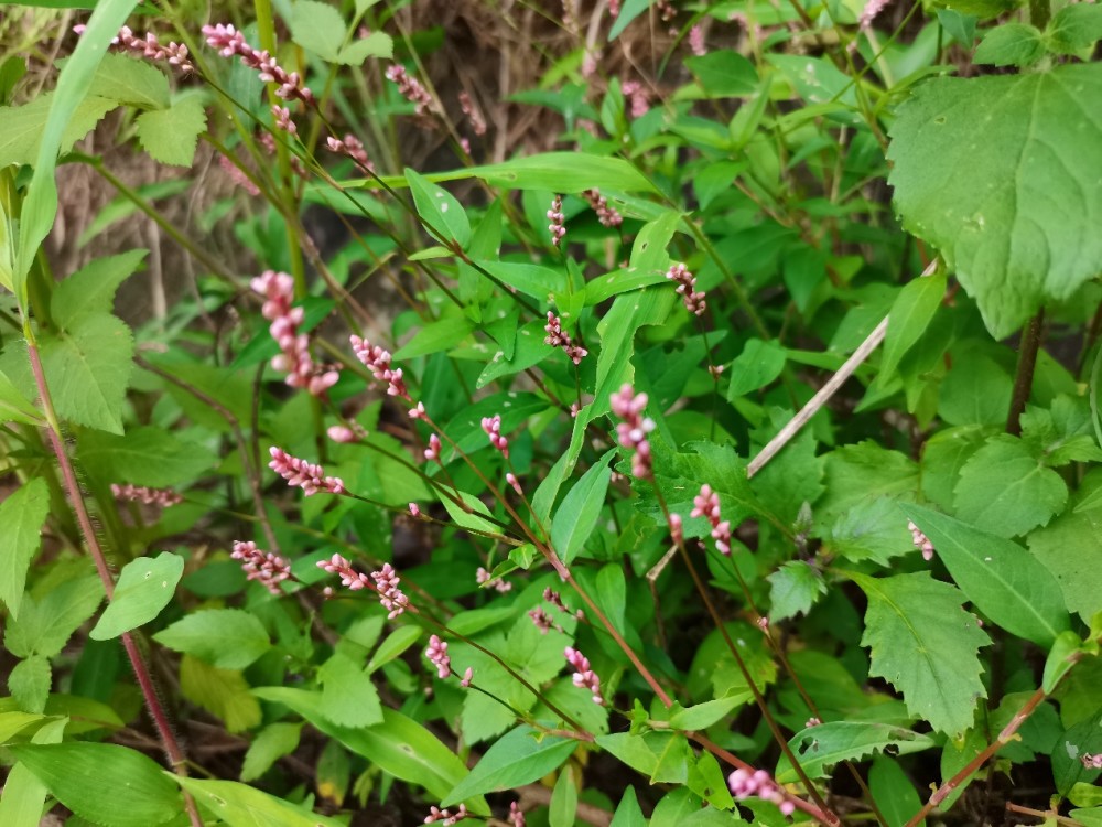 这种植物叫作蓼它作用可厉害了我也是才知道