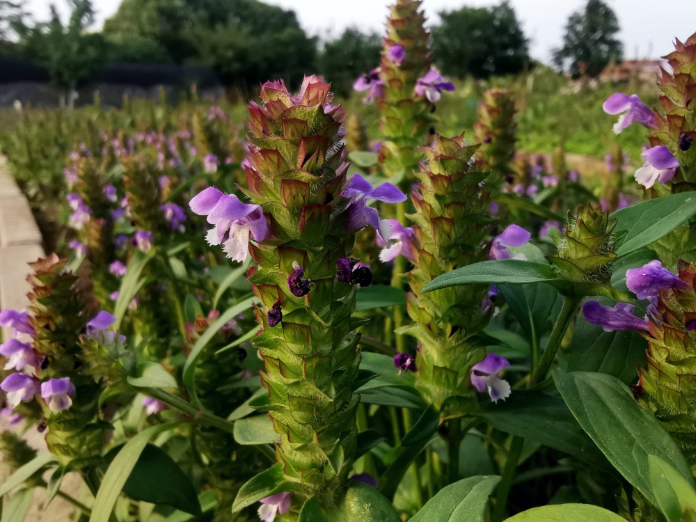 本草集——夏枯草_騰訊新聞