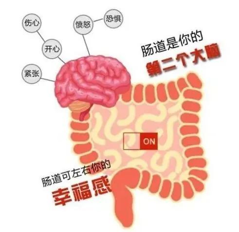 因此肠道也被称为人类的"第二大脑"或"腹脑,同时也是人类最大的"情绪