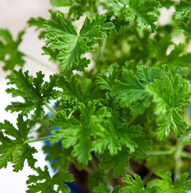 驱蚊草的习性,生长环境,养殖技巧,注意问题