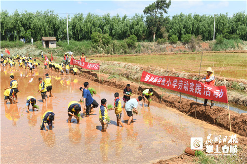 嵩明建成6個校外勞動實踐基地|嵩明縣|嵩陽|麥衝村|嵩陽街道|山腳社區