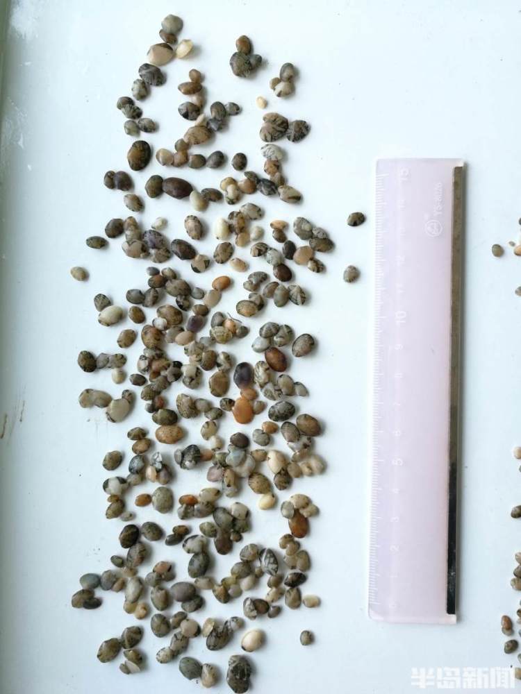 半岛聚焦红岛养蛤蜊南方买种苗一年引种超千万斤专家保护海水养殖芯片