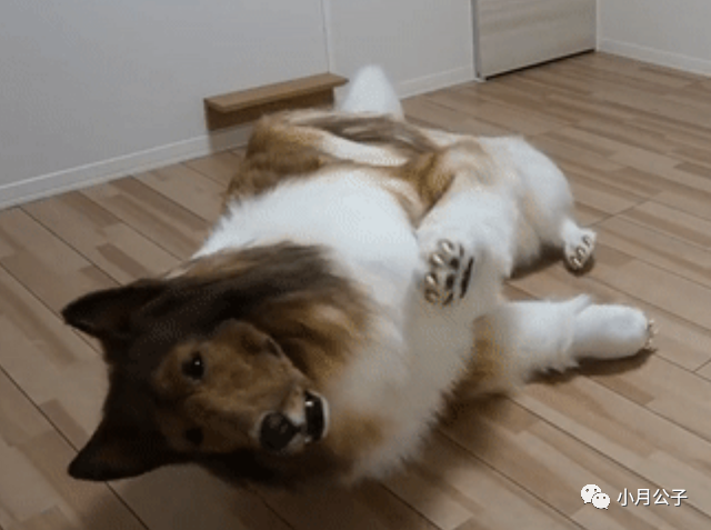 日本男子觉得做人太累 花0万日元将自己整成一只狗 称找到幸福 腾讯新闻