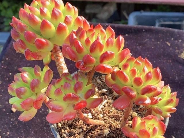 多肉小灯笼,颜色艳丽名字好听,就是上色有点难,阳台党看看就好