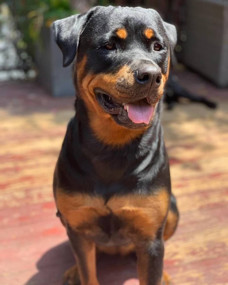 波兰特开拓者球员哈特发布社媒纪念去世的狗狗