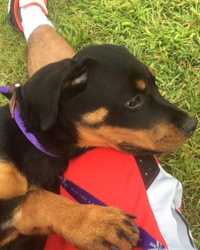 波兰特开拓者球员哈特发布社媒纪念去世的狗狗