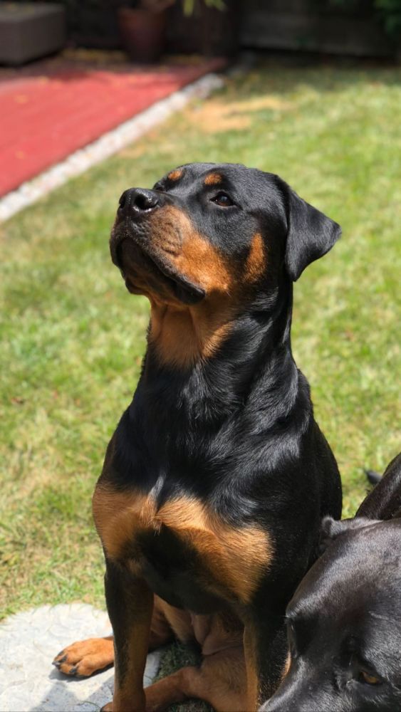 波兰特开拓者球员哈特发布社媒纪念去世的狗狗