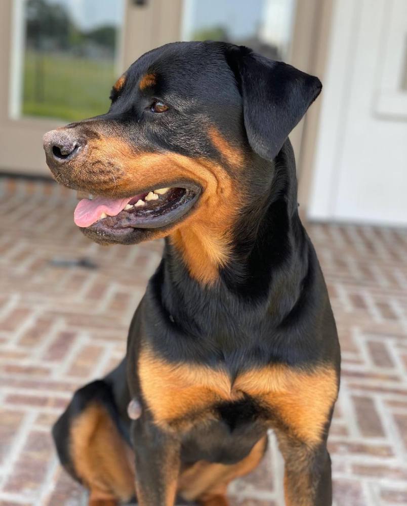 波兰特开拓者球员哈特发布社媒纪念去世的狗狗