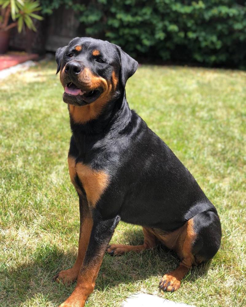 波兰特开拓者球员哈特发布社媒纪念去世的狗狗