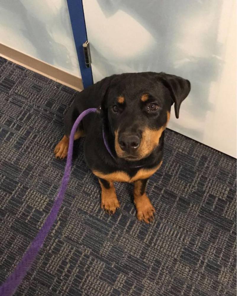 波兰特开拓者球员哈特发布社媒纪念去世的狗狗