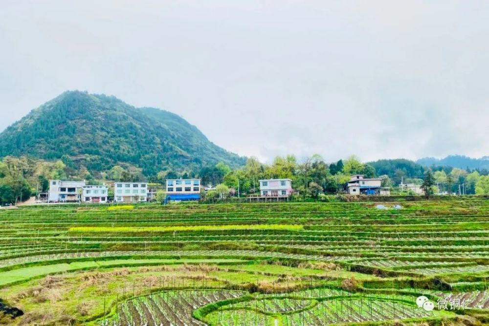 在玉屏侗族自治县田坪镇白果村,一棵树身粗大,枝干苍劲的白果树屹立在