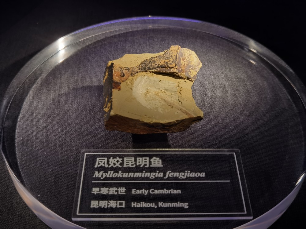 国际博物馆日｜探访5.18亿年前的古生物化石博物馆难忘那一刻结尾