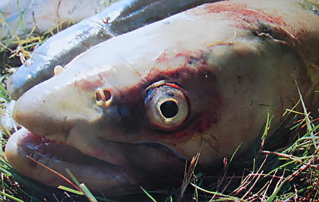 新疆喀纳斯湖水怪再现巨大黑影在水面游动掀起大片波浪