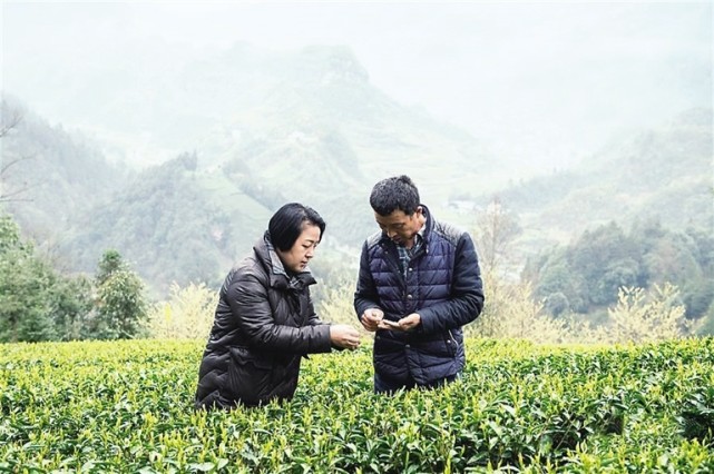石门县南北镇薛家村名誉村主任谢淼(左)与茶农交流种茶情况