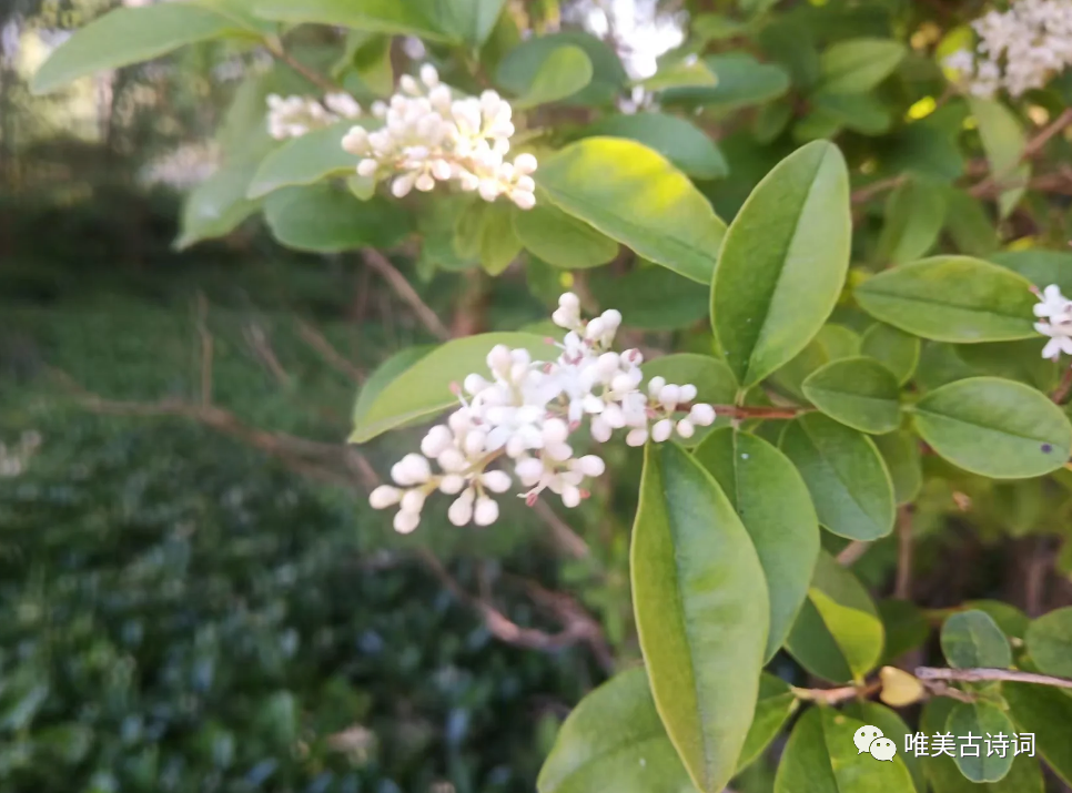 女贞树开花(女贞子树长什么样图片)