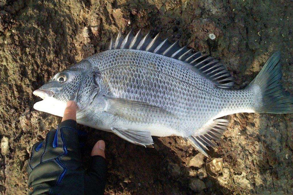 SCUM鱼类图鉴 全鱼类外观分享-拾艺肆