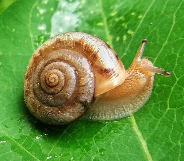 蜗牛的确是牙齿最多的动物,有近25,000颗.