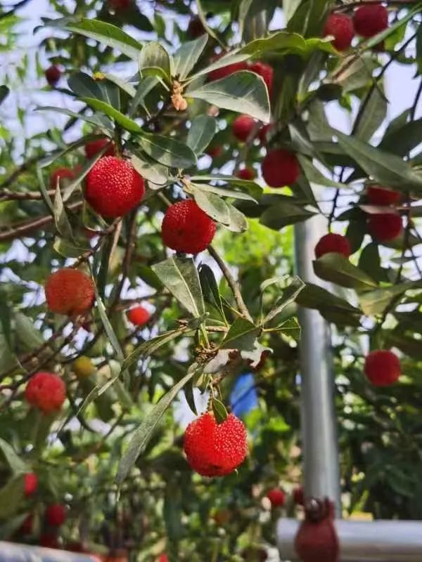 温州茶山杨梅正式上市