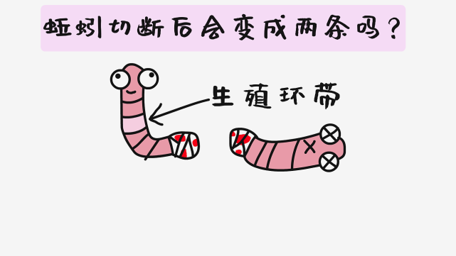 正常情况下尾巴的再生速度会比头部快,而且再生之后的蚯蚓也会比原来