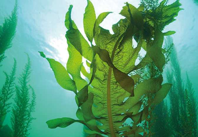 裙带菜大扫除新西兰这个地方派潜水员下海徒手清零