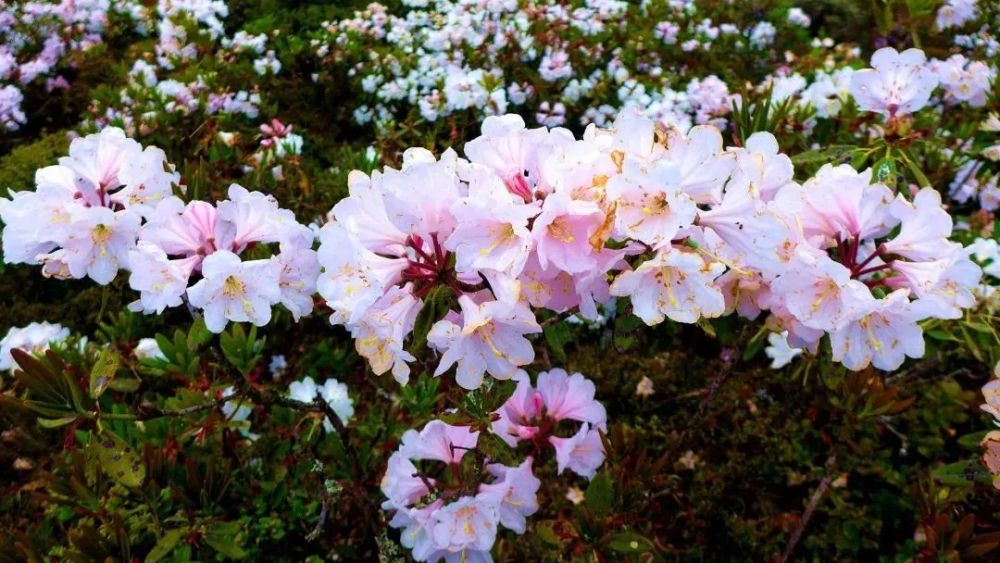 索玛花(索玛花禁毒app下载)