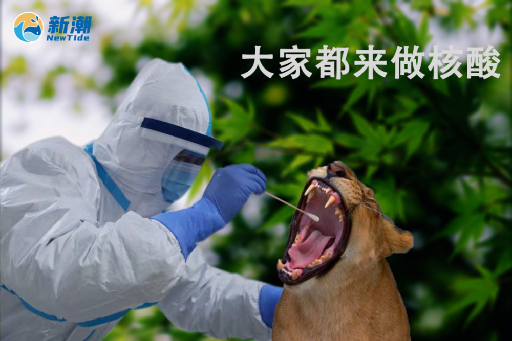 创意听说人类要给动物做核酸多图