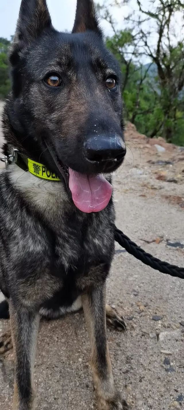飞虎黑霸虎夲墨麒麟四岁毛豆五郎旋风(保山警方,腾冲警方)
