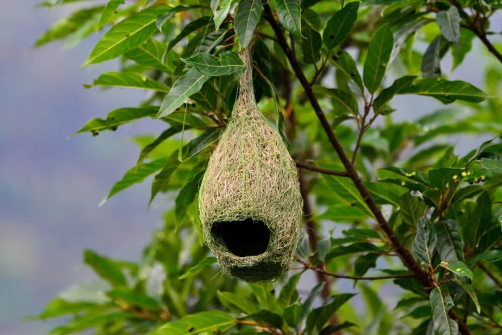 昌宁这样的鸟窝你见过吗