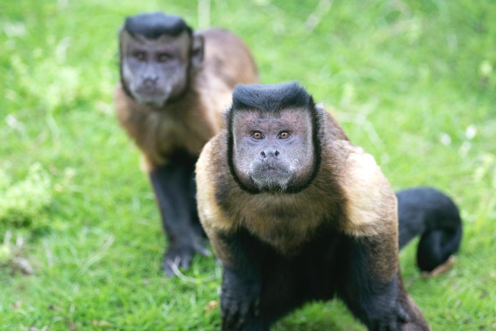 黑帽悬猴朋友圈国字脸是身份的象征你们人类不懂