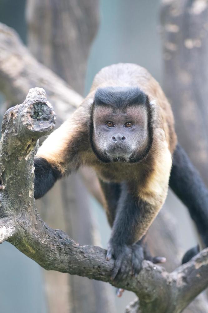 黑帽悬猴朋友圈国字脸是身份的象征你们人类不懂