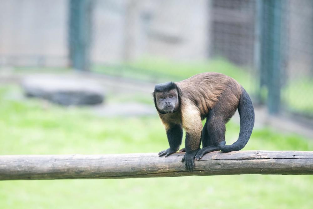 黑帽悬猴朋友圈国字脸是身份的象征你们人类不懂
