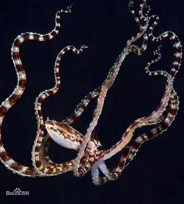 mimicus)可以模仿至少15 种动物,包括海蛇,蓑鲉,比目鱼,海蛇尾,巨蟹