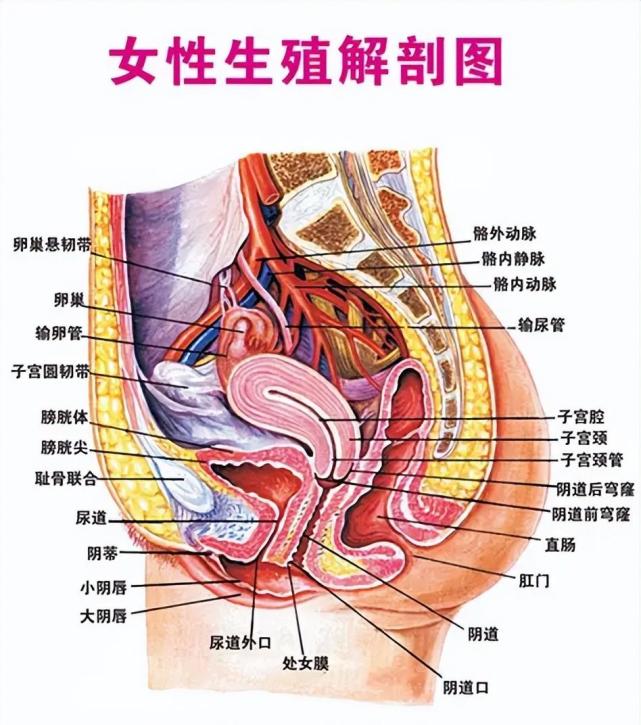 由於女性生理結構的特點,再加上尿道和陰道的分離,不能有效地進行物理