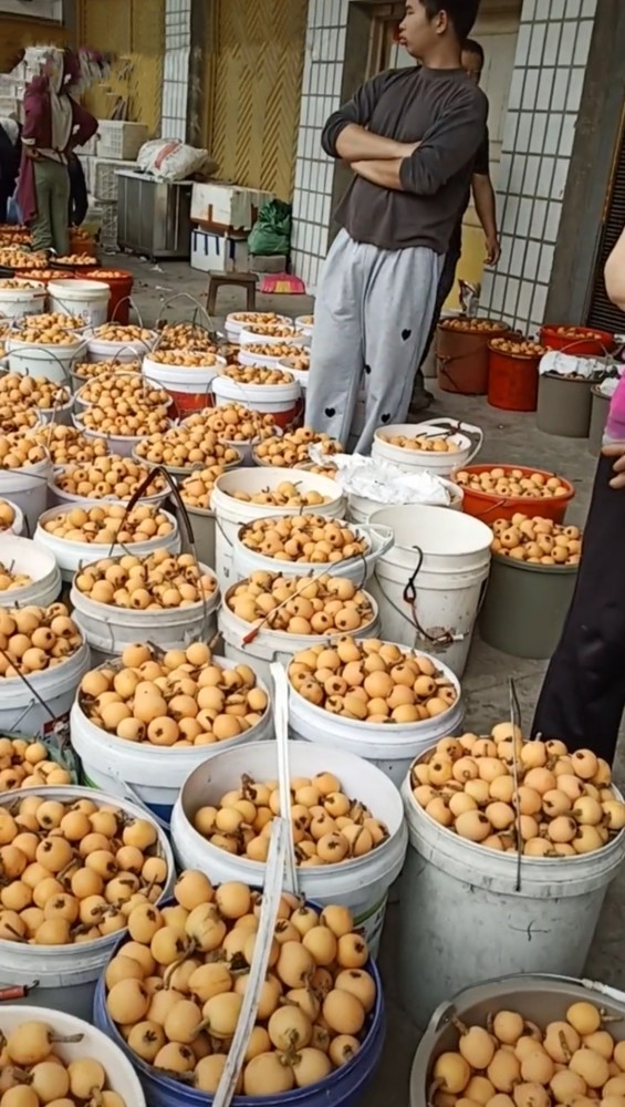之后就会腐烂而掉下来,如果遇上雨季就更短,所以,市场零售的枇杷都是