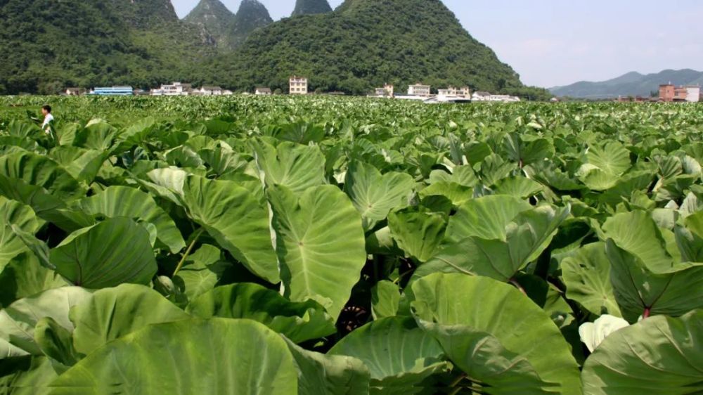 荔浦芋中的紫色花紋到底是啥?_騰訊新聞