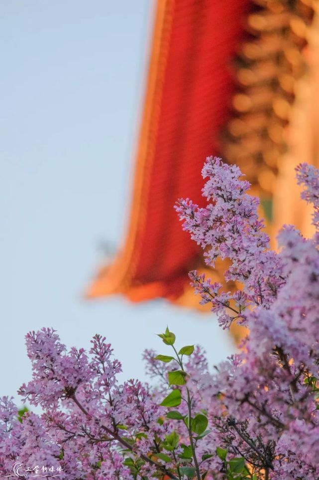 丁香花开时节_丁香花开的时候_《丁香花开》阅读理解答案