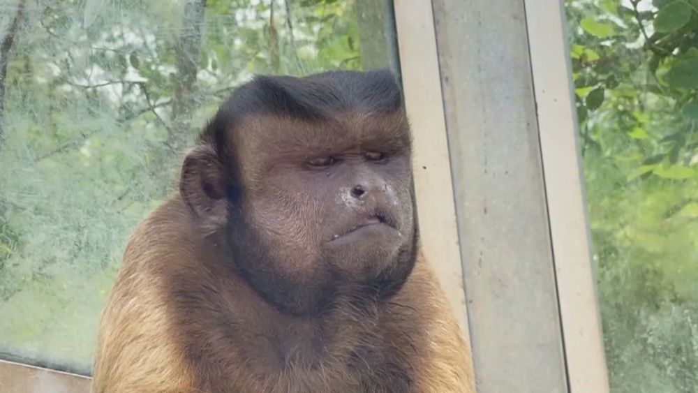 记者 齐春赞:最近网上的一只小猴子火了,因为它长了一张国字脸,网友