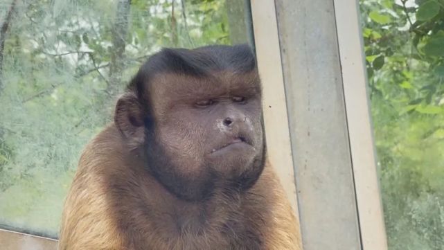 网红国字脸猴咱青岛也有