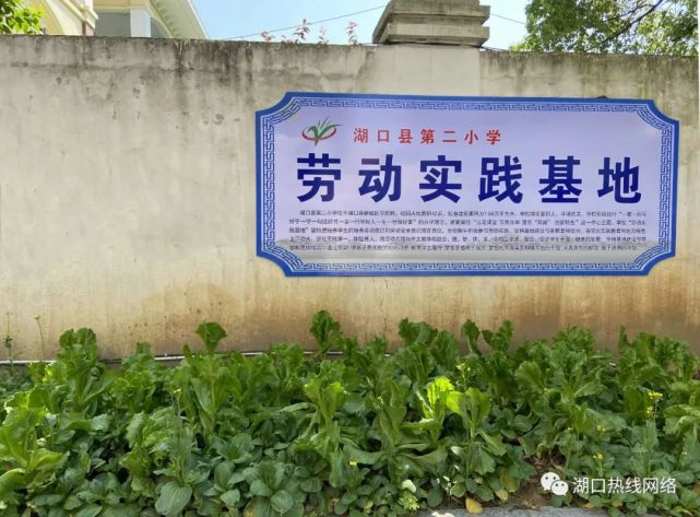 湖口这所学校打造的劳动实践基地不一般!赶紧看看