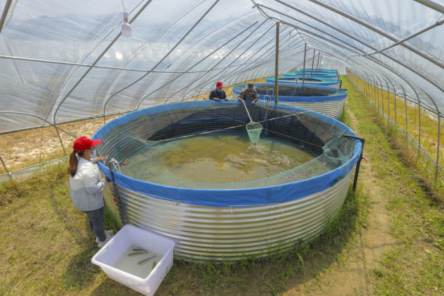 湖口这个村竟然用大水箱循环养鱼,产量比池塘高十倍!