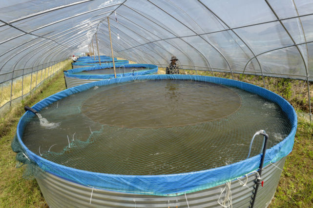 湖口这个村竟然用大水箱循环养鱼,产量比池塘高十倍!